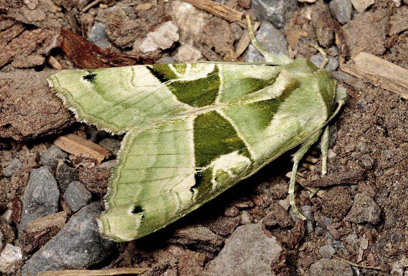 Alcune specie interessanti  dalla Croazia